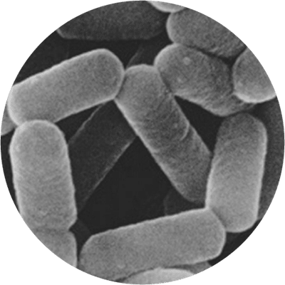 Lactobacillus Casei Shirota Database